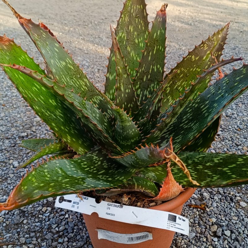 Aloe saponaria (Aloe maculata) - kont. C6L, výška 50–60 cm, ⌀ 20–30 cm Aloe saponaria (Aloe maculata) - kont. C6L, výška 50–60 cm, ⌀ 20–30 cm